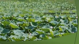  Presentation with lotus flower - 