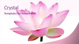  Presentation with lotus - Presentation theme with beautiful lotus isolate background and a pink colored foreground