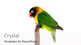  Presentation with branch - PPT theme consisting of beautiful-lovebird-on-a-branch background and a white colored foreground