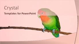  Presentation with branch - Presentation theme consisting of beautiful-lovebird-on-a-branch background and a light gray colored foreground