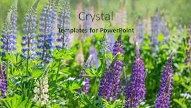  Presentation with beautiful green - Amazing presentation design having beautiful-lupin-flowers-on-green backdrop and a mint green colored foreground