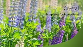  Presentation with beautiful green - Beautiful PPT theme featuring beautiful-lupin-flowers-on-green backdrop and a mint green colored foreground