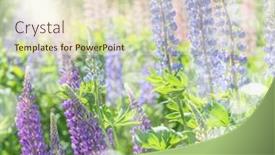  Presentation with beautiful green - PPT theme enhanced with beautiful-lupin-flowers-on-green background and a soft green colored foreground