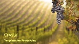  Presentation with grape - Theme featuring beautiful lush grape vineyard background and a tawny brown colored foreground