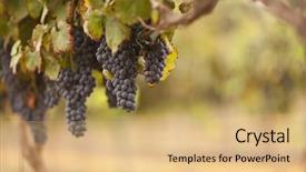  Presentation with grape - Audience pleasing slide deck consisting of beautiful lush grape vineyard backdrop and a coral colored foreground