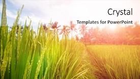  Presentation with paddy field - Presentation enhanced with beautiful lush paddy field background and a pink colored foreground