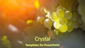  Presentation with grape - Presentation consisting of beautiful lush white grape bushels background and a tawny brown colored foreground