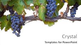  Presentation with leaves - Presentation having beautiful-lush-wine-grapes background and a white colored foreground