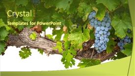  Presentation with grape vine wine grapes - PPT theme featuring beautiful-lush-wine-grapes background and a tawny brown colored foreground