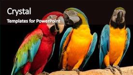  Presentation with what is thing used in looking for far object - Beautiful presentation featuring talking animals - beautiful macaws eagerly looking backdrop and a tawny brown colored foreground