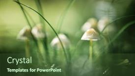  Presentation with beautiful nature - Presentation theme enhanced with beautiful-macro-shot-of-family background and a tawny brown colored foreground