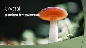  Presentation with beautiful nature - Presentation theme consisting of beautiful-macro-shot-of-single background and a black colored foreground