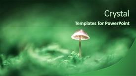  Presentation with moss - Theme enhanced with beautiful-macro-shot-of-single background and a tawny brown colored foreground