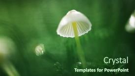  Presentation with beautiful nature - Slide set enhanced with beautiful-macro-shot-of-single background and a forest green colored foreground