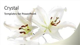  Presentation with lily - Colorful slides enhanced with beautiful madonna lily isolated backdrop and a white colored foreground