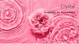  Presentation with ripples - Slide set with beautiful-magenta-rose-in-water background and a  colored foreground