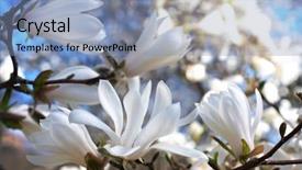 Presentation with magnolia - Amazing presentation having beautiful magnolia blossom close up backdrop and a light blue colored foreground