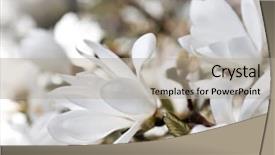 Presentation with magnolia - Slide deck featuring lobes - beautiful magnolia blossom close up background and a light gray colored foreground
