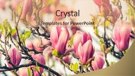  Presentation with magnolia - Cool new PPT theme with photographed close up blue sky - beautiful magnolia flowers in morning backdrop and a coral colored foreground