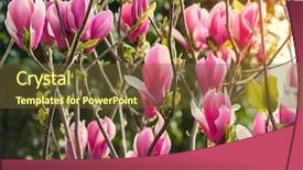  Presentation with magnolia - Slide set enhanced with beautiful magnolia flowers in morning background and a tawny brown colored foreground