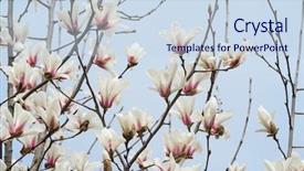  Presentation with magnolia - Presentation theme consisting of beautiful magnolia flowers in morning background and a sky blue colored foreground