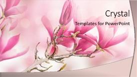  Presentation with magnolia - Beautiful slide set featuring photographed close up blue sky - beautiful magnolia flowers in morning backdrop and a lemonade colored foreground