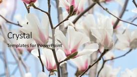  Presentation with magnolia - Presentation design with beautiful magnolia flowers in morning background and a soft green colored foreground