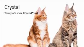 Presentation with cats - PPT theme consisting of beautiful maine coon kittens - 8 and 5 months old tabby cats sitting in front and looking away cute striped kitties isolated on white background background and a white colored foreground