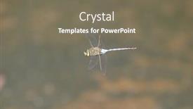  Presentation with dragon - Amazing slides having beautiful-male-blue-dragon-fly backdrop and a violet colored foreground