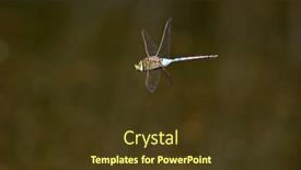  Presentation with dragon - Colorful theme enhanced with beautiful-male-blue-dragon-fly backdrop and a tawny brown colored foreground