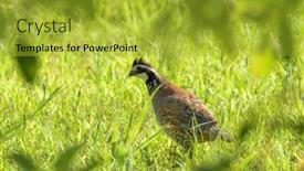  Presentation with quail - PPT theme consisting of beautiful-male-bobwhite-quail background and a gold colored foreground
