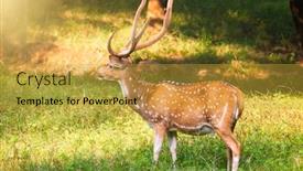 Presentation with deer - Colorful slide set enhanced with beautiful-male-chital-or-spotted backdrop and a gold colored foreground