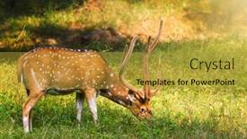  Presentation with deer - Audience pleasing PPT theme consisting of beautiful-male-chital-or-spotted backdrop and a gold colored foreground