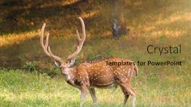  Presentation with national anthem india - Cool new slides with beautiful-male-chital-or-spotted backdrop and a coral colored foreground