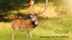  Presentation with deer - Audience pleasing theme consisting of beautiful-male-chital-or-spotted backdrop and a yellow colored foreground