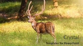  Presentation with deer - PPT layouts featuring beautiful-male-chital-or-spotted background and a yellow colored foreground
