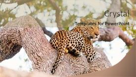  Presentation with south africa - PPT theme having beautiful-male-leopard background and a coral colored foreground