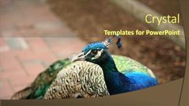  Presentation with peacock - Theme having beautiful male peacock aka peafowl with its colors of blues greens yellows and more background and a tawny brown colored foreground