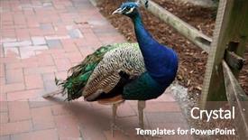 Presentation with peacock - Amazing slides having beautiful male peacock aka peafowl backdrop and a violet colored foreground