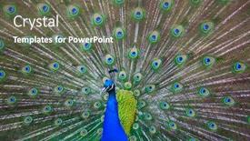  Presentation with peacock - Audience pleasing slides consisting of beautiful male peacock with colorful backdrop and a gray colored foreground