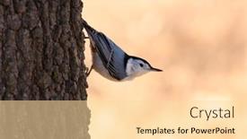  Presentation with tree - PPT theme featuring beautiful-male-white-breasted-nuthatch background and a blonde colored foreground