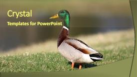  Presentation with beautiful mountains river lake sky nature - Slide deck consisting of beautiful mallard duck background and a tawny brown colored foreground