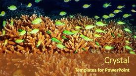  Presentation with under water life - Slides having beauty of indian ocean many background and a tawny brown colored foreground