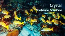  Presentation with marine life - Colorful slide set enhanced with life abstract natural background many backdrop and a navy blue colored foreground