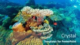 Presentation with fishes - PPT theme with aquatic diversity underwater landscape - beautiful marine life amazing colorful background and a ocean colored foreground