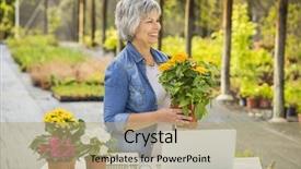  Presentation with working woman - Colorful slide set enhanced with beautiful mature woman working in a greenhouse holding flowers on her hands backdrop and a coral colored foreground