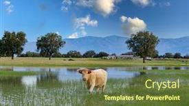  Presentation with livestock - Cool new theme with beautiful-meadow-with-free-livestock backdrop and a tawny brown colored foreground