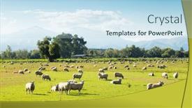  Presentation with sheep - Theme enhanced with beautiful-meadow-with-sheep background and a light blue colored foreground