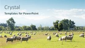  Presentation with sheep - Amazing PPT layouts having beautiful-meadow-with-sheep backdrop and a sky blue colored foreground