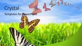  Presentation with butterflies - Slide set enhanced with butterfly earth - beautiful meadow with sunshine background and a light blue colored foreground
